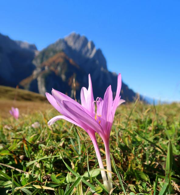eine Wiese voll mit Herbstzeilose