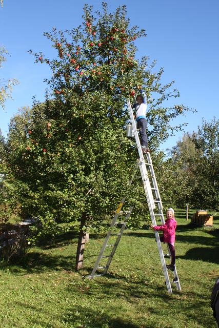 Am Obstanger des Obst- und Gartenbauvereins Mittersill gibt es viel zu entdecken.