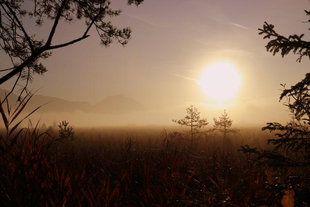 Morgenstimmung am Schilfgürtel..der Nebel lichtet sich schon überm See
