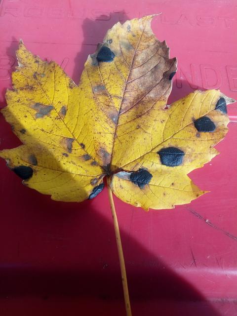 Herbst im Almtal.
