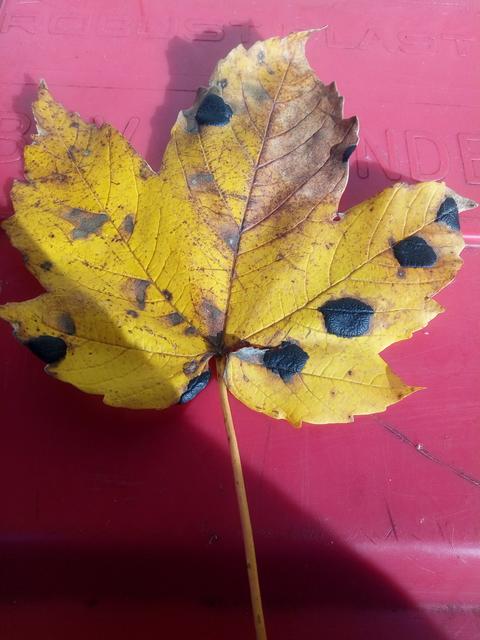 Herbst im Almtal. | Foto: Fotos: Friedrich Bamer