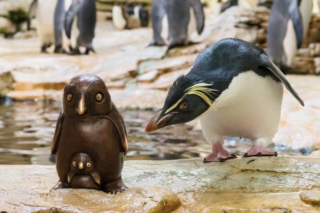 Ganz geheuer ist dem Felsenpinguin sein Artgenosse noch nicht