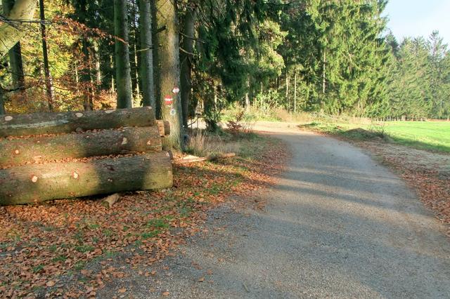 Knapp vor dem Ziel kommt man über eine Wiese in den Wald
