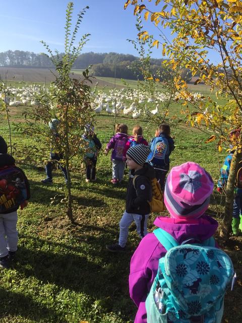 Deutsch Schützen-Eisenberg: Kindergartenkinder bei den Schneider-Gänsen