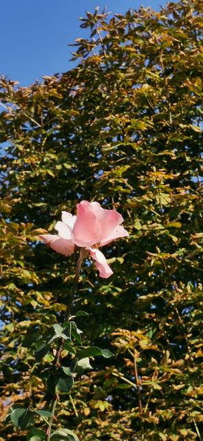 So schön blühen die Rosen in Wien