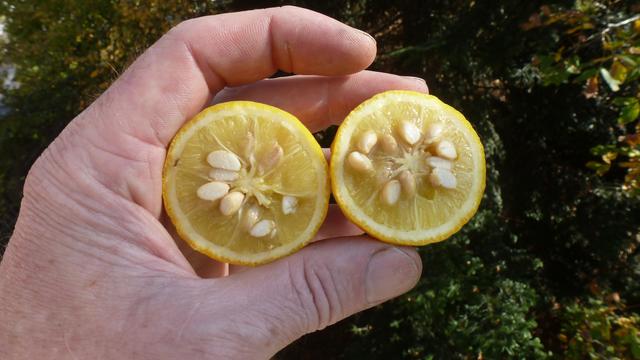 Aufgeschnittene Grazer Zitrone