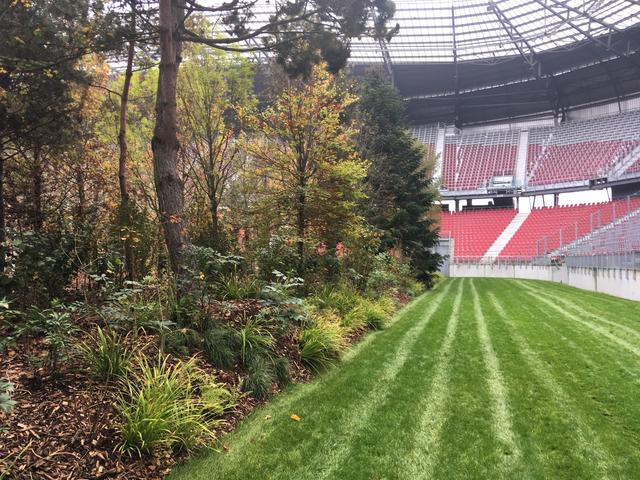 Aus dem Untergehölz des Stadionwaldes wird eine Artenvielfalt-Hecke am Zollfeld errichtet | Foto: Arge Biodiversität