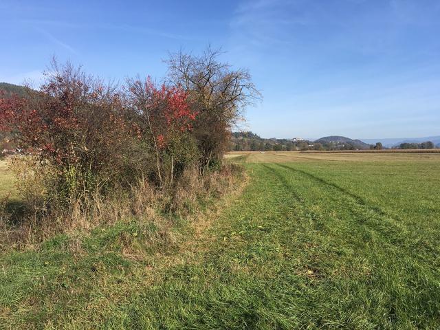 So könnte die Artenvielfalt-Hecke am Zollfeld in Bälde aussehen | Foto: Arge Biodiversität
