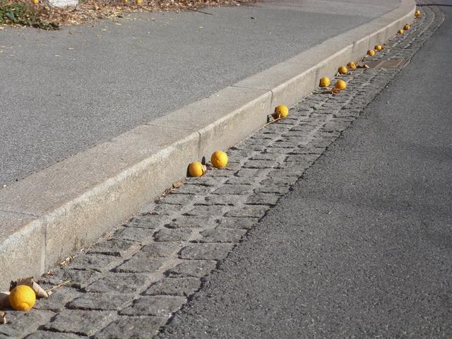 Viele Zitronen fallen leider auch auf die Straße