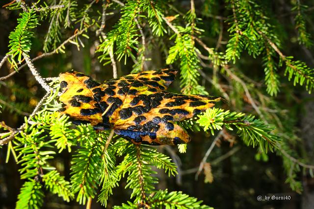 ............bin ich heut gescheckt..........