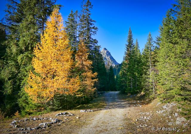 ...........die Lärchen leuchteten besonders raus.....