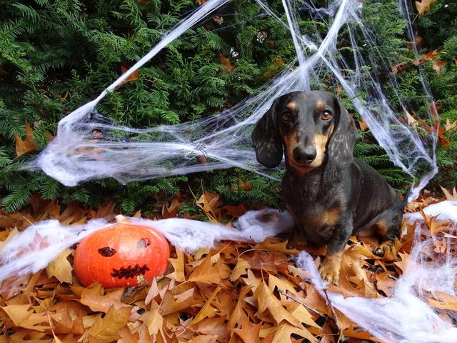 Haustiere und Halloweenspass passen nicht zusammen. | Foto: Vier Pfoten