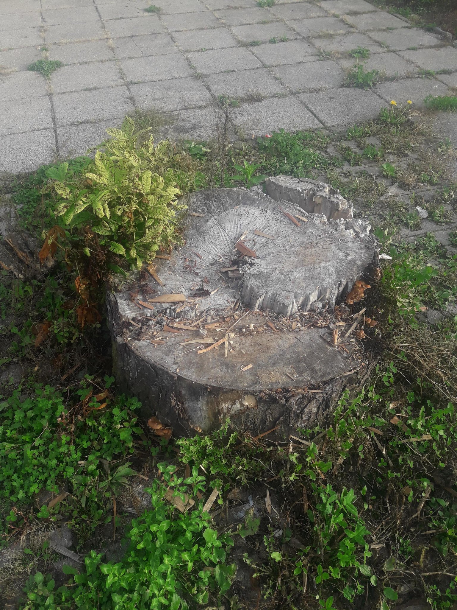 Umwelt Klagenfurt Grune Fordern Endlich Schutz Fur Klagenfurts