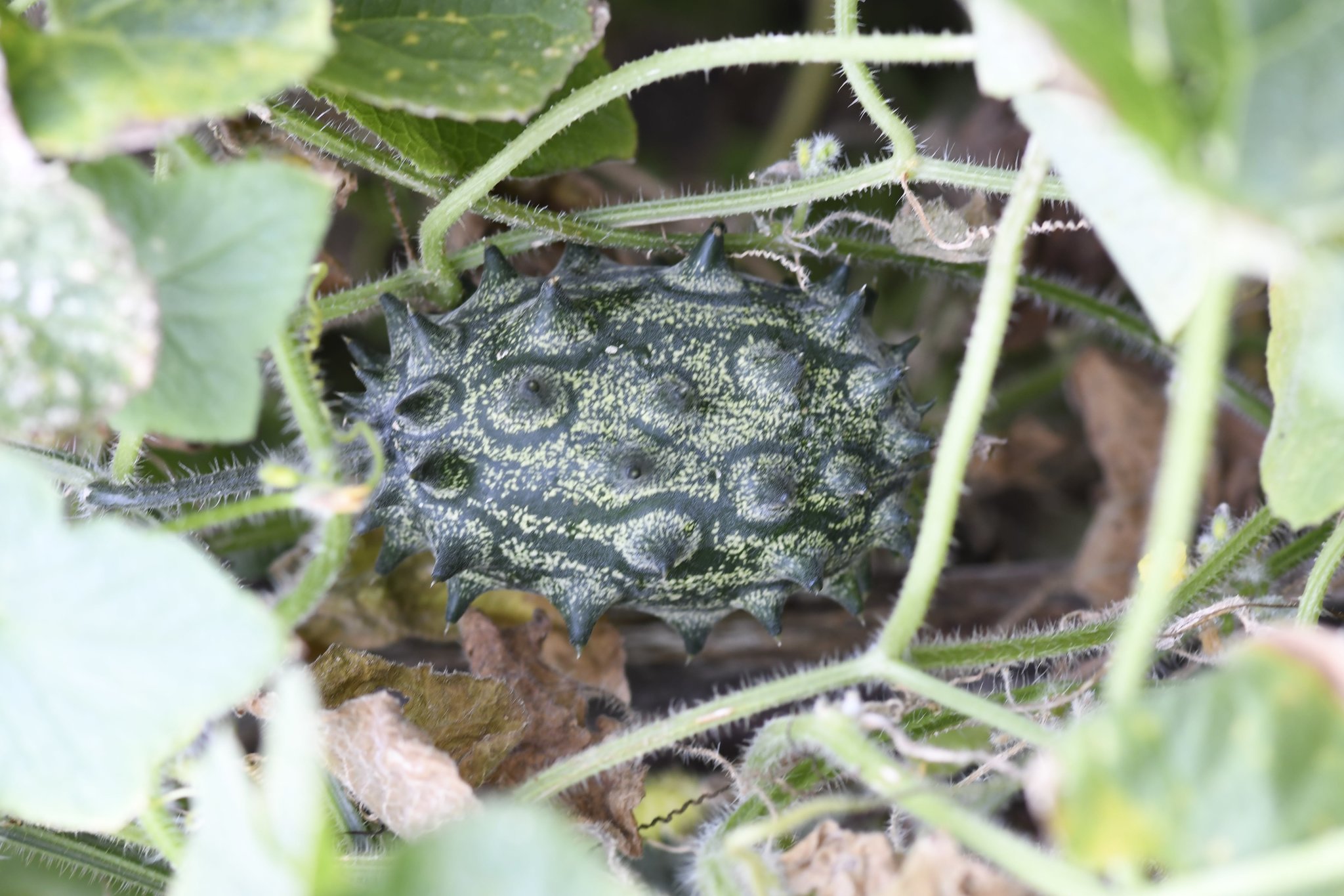 Stachelgurke So Sieht S Aus Kiwano Ganserndorf