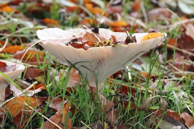 Eine zauberhafte "Blätter-Schale" ist dieser mir unbekannte Pilz
