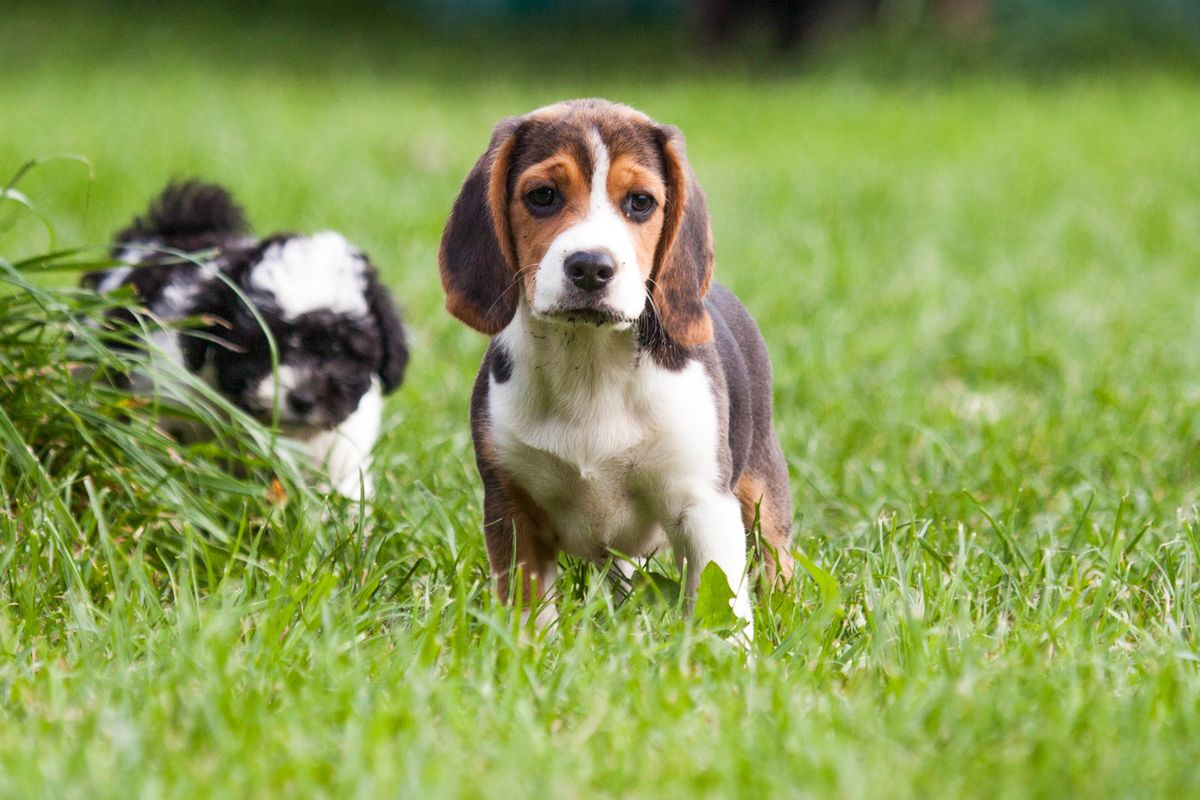 Tiere Suchen Ein Zuhause Unsere Lieblinge Der Woche Braunau