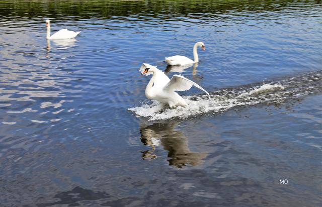 Schwan, Gattung der Entenvögel, zählt zu den Gänsen