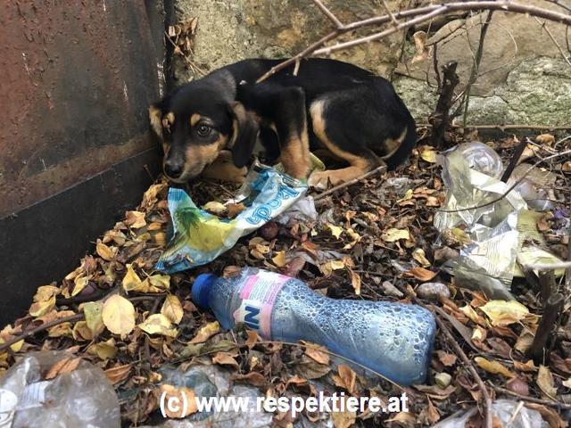 Weiteres Tierleid wird durch Kastration vermieden.