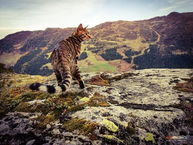 Auf Streifzug in Hochfügen – Balu on Tour in Hochfügen. | Foto:  Michael Herzog