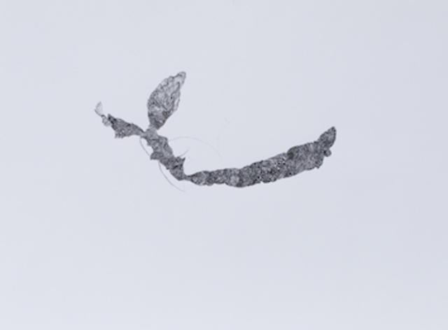 Inga Hehn, ohne Titel (untitled), 2018
Ink and pencil drawing on paper
11 4/5 × 15 7/10 in
30 × 40 cm