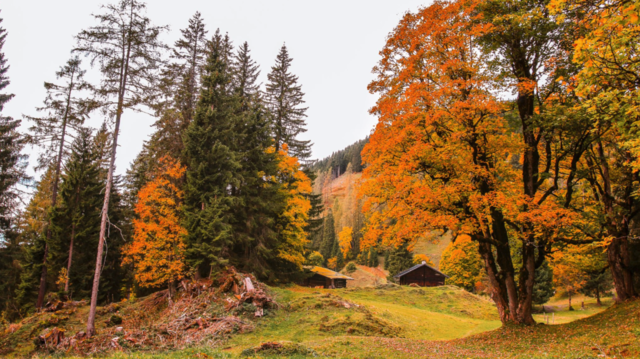 Goldener Herbst in St.Veit - von Michael Hettegger. | Foto: Michael Hettegger 
