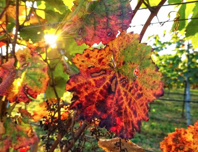 Willkommen Oktober | Foto: Renata Hummer 