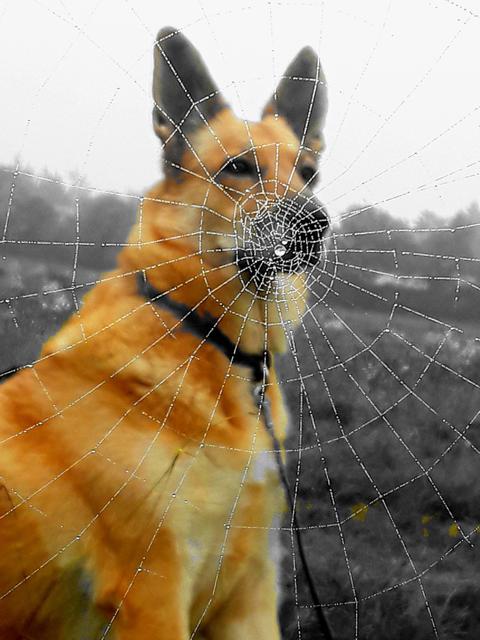 Tierischer Schnappschuss | Foto: Wolfgang Doppler