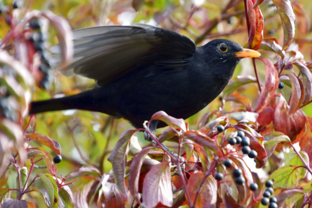 Foto: Gabriele Hubich