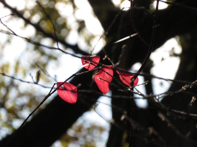06.11.2019 Die Herbstsonne beleuchtet die bunten Blätter