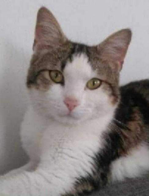 Sir Henry hat seine Familie auf Trab gehalten. | Foto: Macheiner