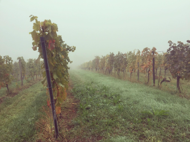 Weingärten verschwinden im Nebel | Foto: Patrick Woppel