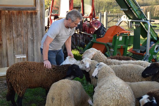 Eine Herde Schafe ziert das Grundstück als Haustiere.