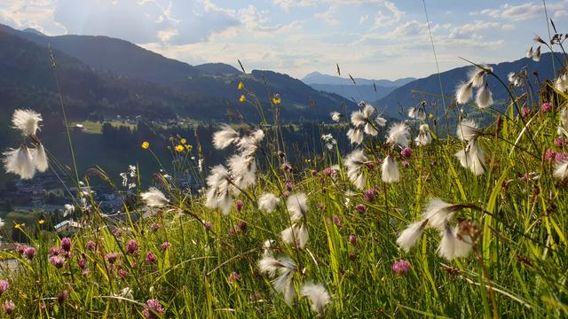 Frühling Wildschönau | Foto: TVB Wildschönau
