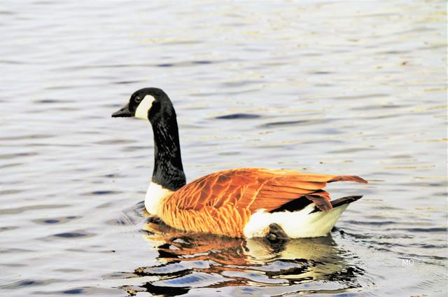 Martinigans, Kanadagans