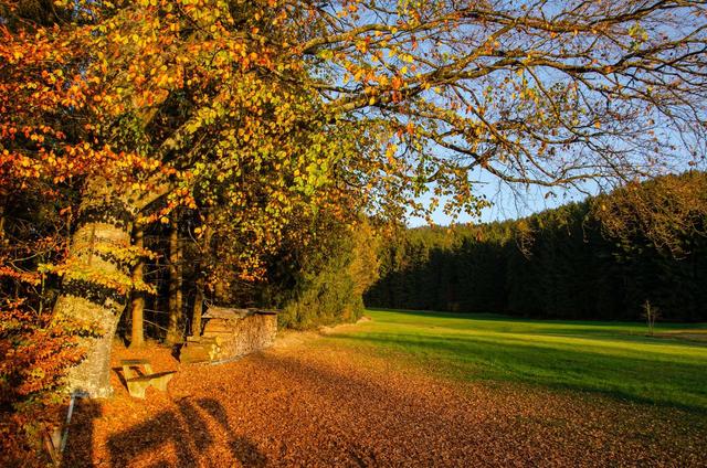 Buche im Abendlicht | Foto: Rudolf Gossenreiter