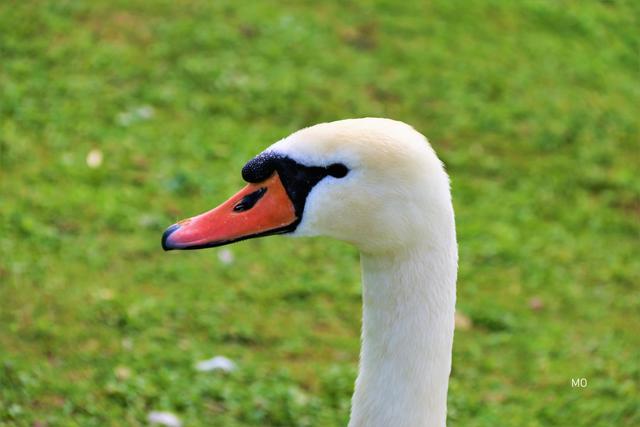 Schwan, Entenvogel, Gattung der Gänse