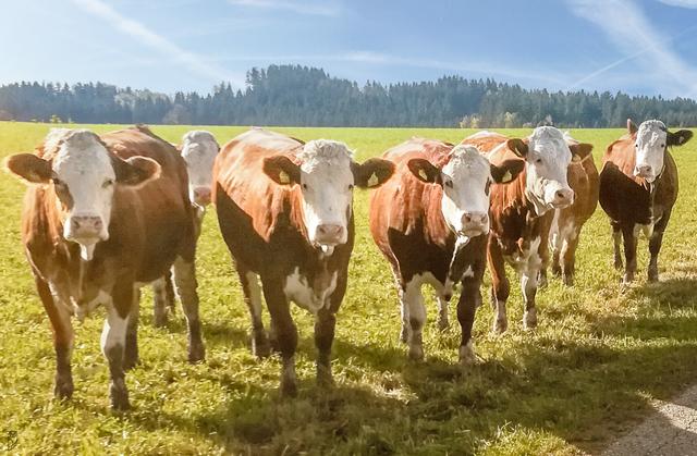 Die neugierige Rinder-Jungmädchenrunde auf der Herbstwiese beim Rudersböck in Auberg. | Foto: Elfriede Glaser