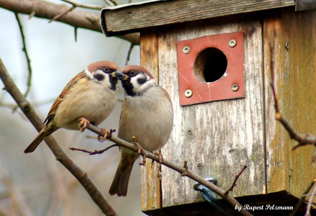 Das linke Ohr ist nach Forschungsergebnissen empfänglicher für Liebesschwüre als das rechte. Laut Studie bleiben sie dadurch länger im Gedächtnis. Das hat sich auch bei den Feldsperlingen herumgesprochen!