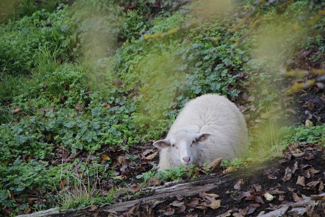 Ein neugieriges Schaf grüßt beim Spaziergang durch das "Dorf in der Stadt". St. Magdalena war bis zur Eingemeindung im Jahr 1938 noch ein eigener Ortsteil.