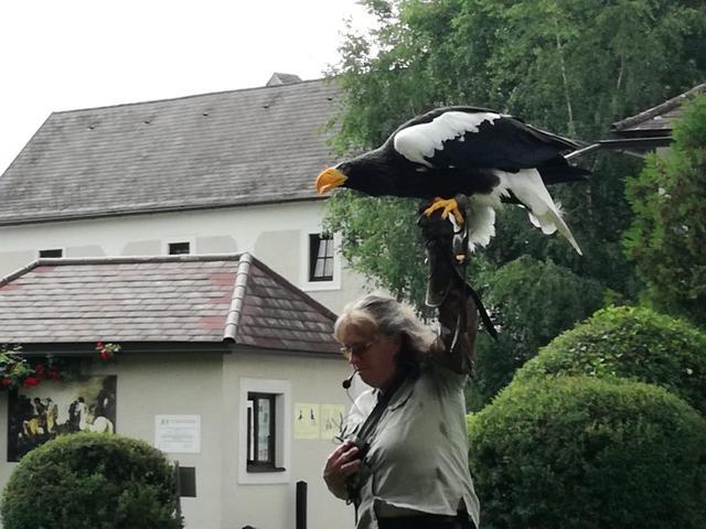 Falknerei Waldreichs