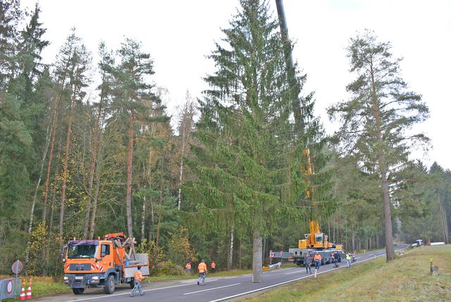 Der "Freistädter" Weihnachtsbaum aus Waldburg. | Foto: Erwin Pramhofer