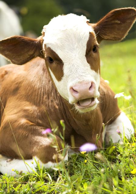 Die Nutzkälberversteigerung in Ried war mit 480 Stück überdurchschnittlich beschickt.
 | Foto: Worytko Pawel/Fotolia