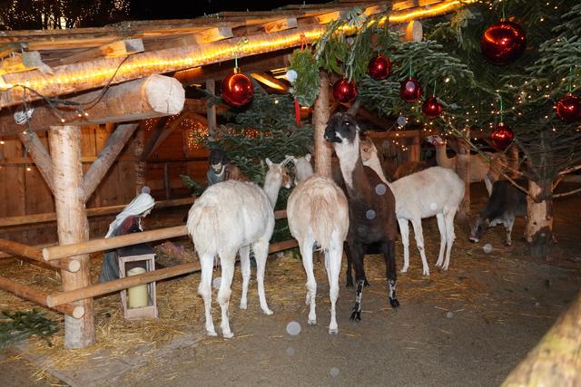Die Lamas scharten sich um die Grippe. | Foto: Gertraud Kleemayr