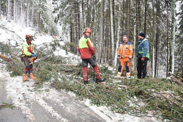 Forstarbeiter und Straßenmeisterei sind im Einsatz. | Foto: FF/Horn