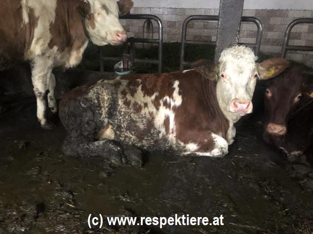 Die Kühe liegen angeblich in ihren eigenen Exkrementen.