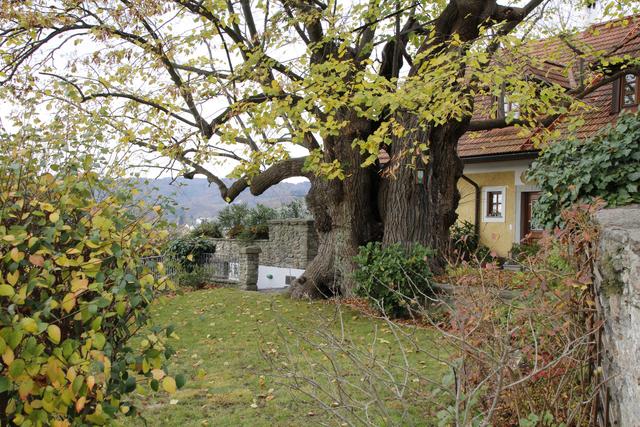 Die "1.000-jährige Linde" im ehemaligen Gastgarten des Gasthofs zur Linde gleich neben der Pfarrkirche.