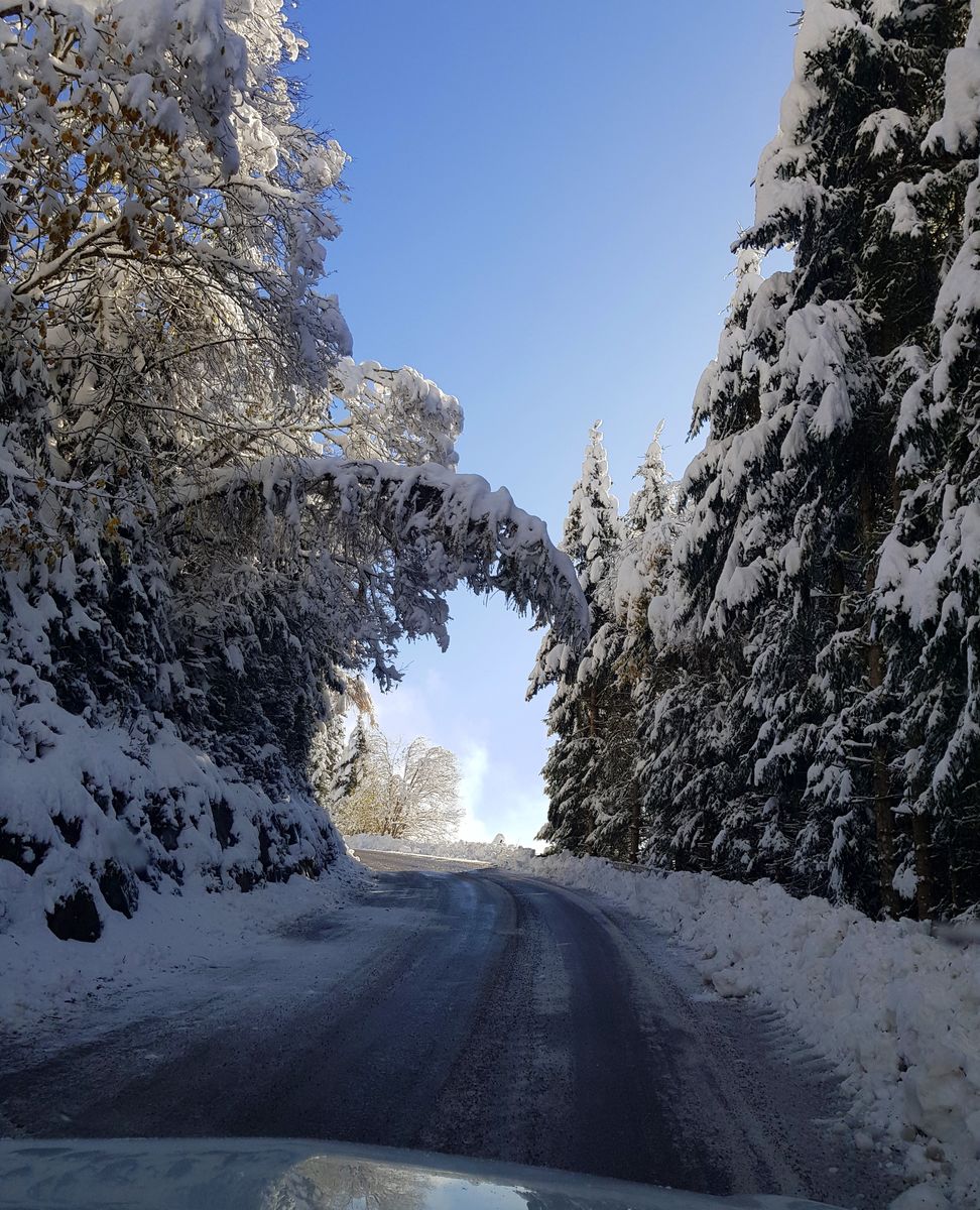 Schneebeladene Bäume stellen eine große Gefahr für Fußgänger und Autofahrer dar.