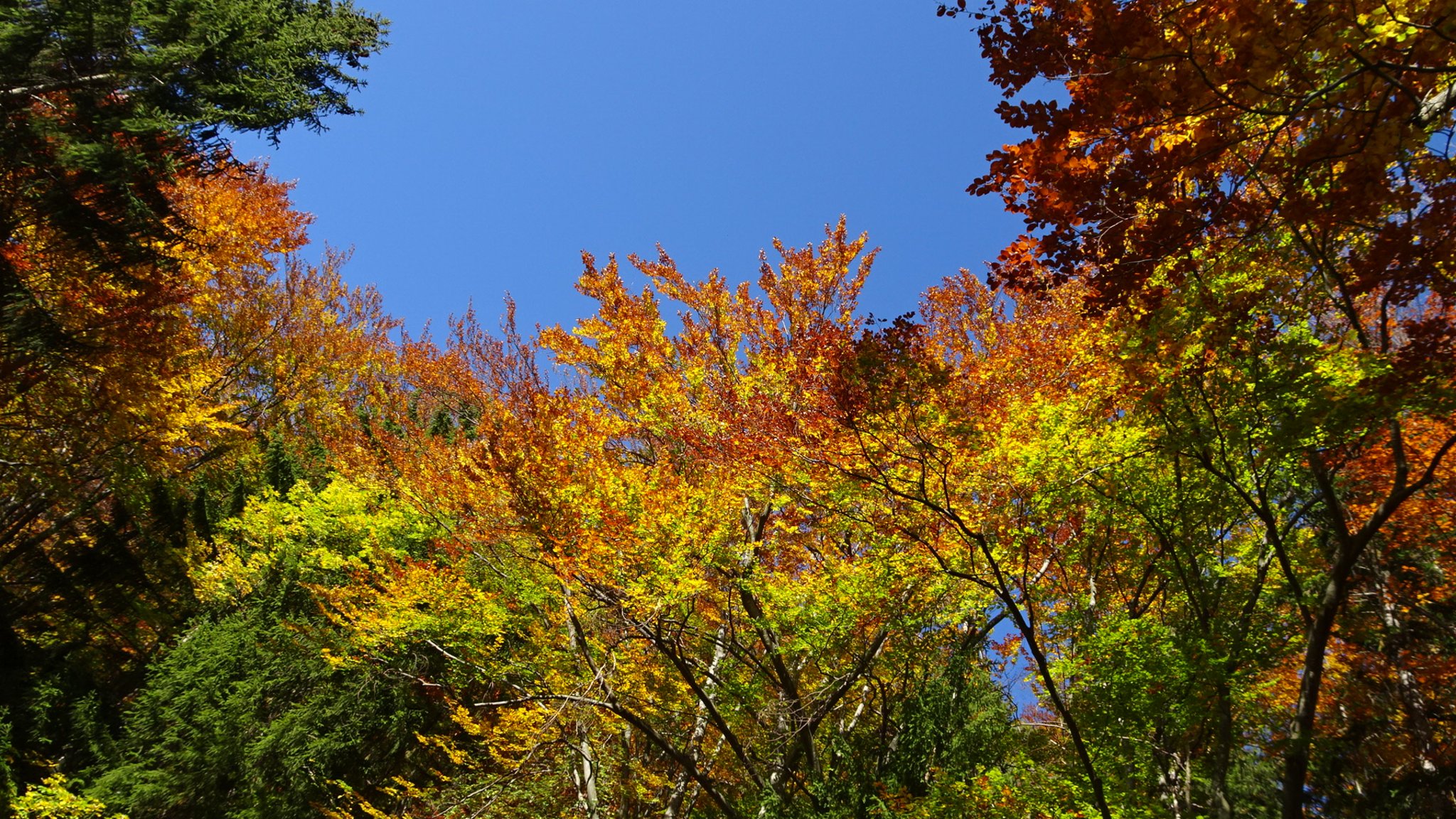 HERBSTFARBEN, die das Herz erfreuen ... - Steinfeld - meinbezirk.at