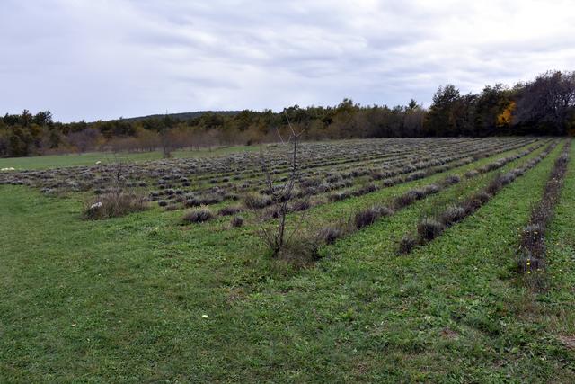 Ein Teil der Anbaufläche des Currykrautes in Nadescina