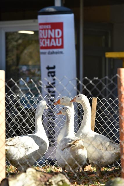 Foto: Wolfgang Spitzbart